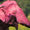 Avatar_small