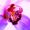 Avatar_small