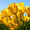 Avatar_small