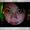 Avatar_small