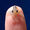 Avatar_small