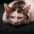 Alma