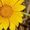 Avatar_small