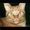 Avatar_small