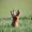 Avatar_small