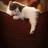Ladymeow2000