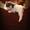Ladymeow2000