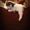 Avatar_small