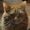 Avatar_small