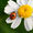 Avatar_small