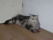 Kattentrimsalon-pets-choice-4613378-featured