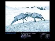 If-dogs-run-free-4972821-featured